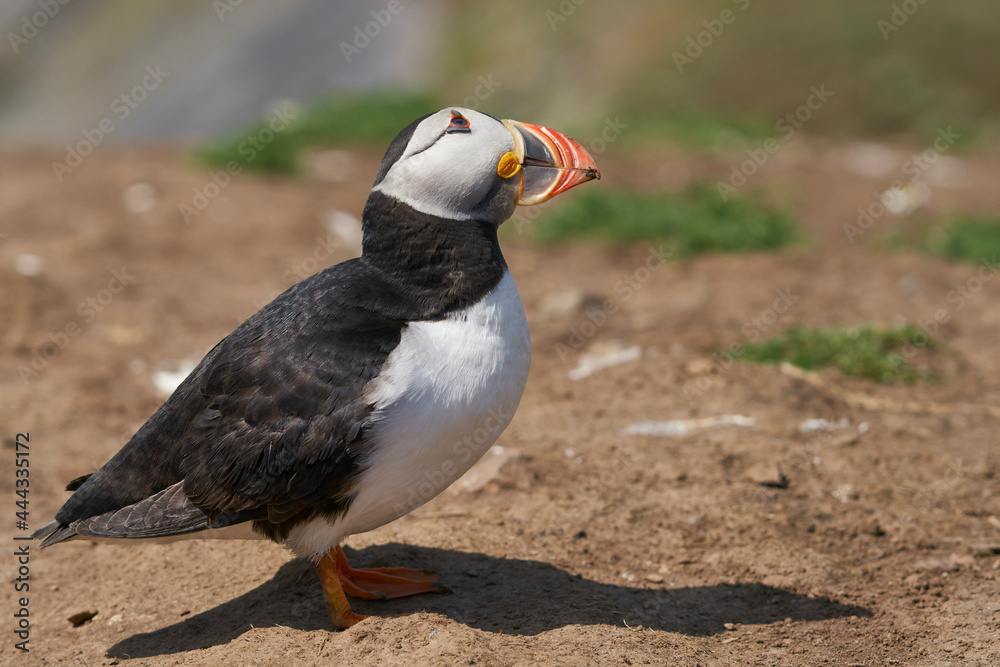 Atlantic puffin (Fratercula arctica) on the cliffs of Skomer Island off the coast of Pembrokeshire in Wales, United Kingdom