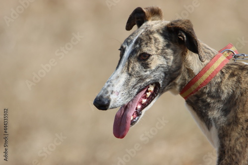 Canvas Print beautiful fast spanish greyhound dog energy hunting race