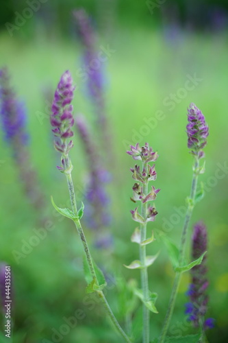 Wild purple flowers growing in summer field