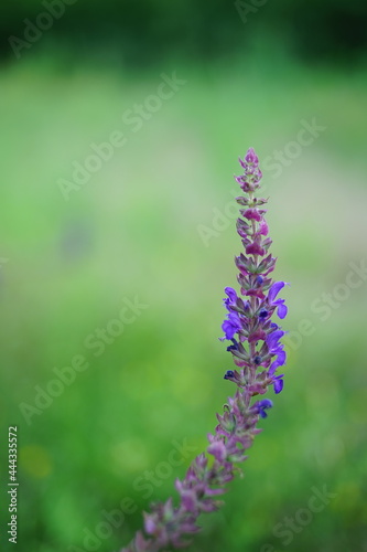 Wild violet flower growing in summer field