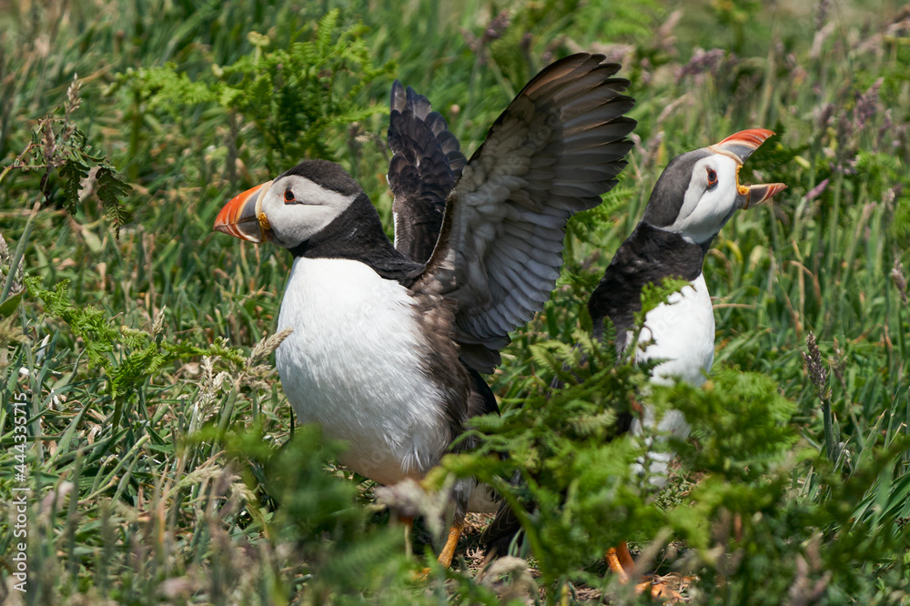 Atlantic puffin (Fratercula arctica) socialising on Skomer Island off the coast of Pembrokeshire in Wales, United Kingdom Atlantic puffin (Fratercula arctica) socialising on Skomer Island off the coast of Pembrokeshire in Wales, United Kingdom
