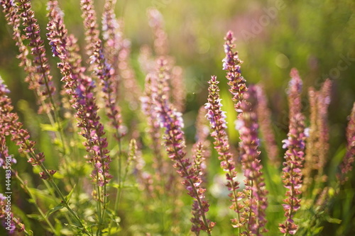 Wild violet flowers growing in green summer field
