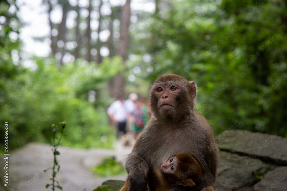 Fototapeta premium A female monkey carrying a baby monkey