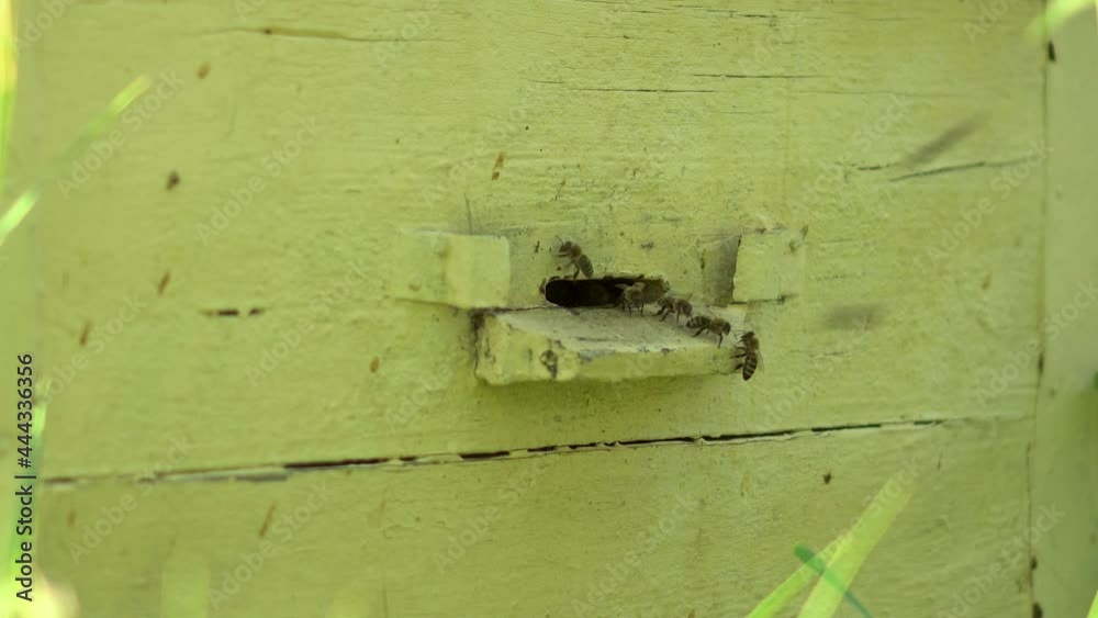 Honey bees enter the hive through a special hole. Home for bees. Honey bees enter the hive through a special hole. Home for bees.