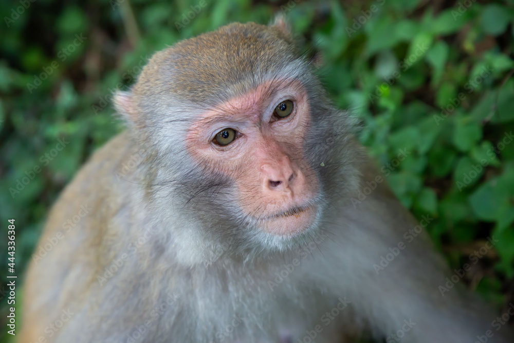 A monkey in the forest A monkey in the forest