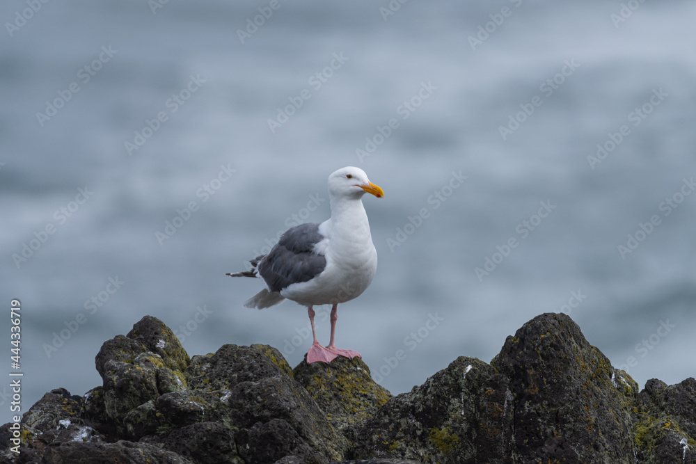 Seagull on the Pacific Northwest coast Seagull on the Pacific Northwest coast