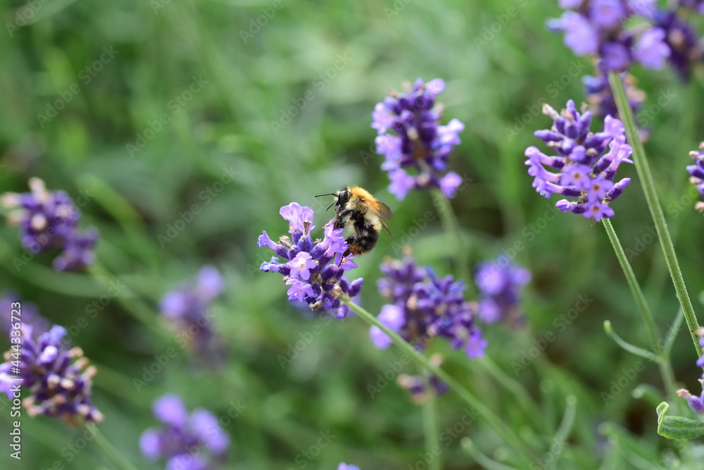 The insect pollinates a lavender flower on a sunny day. Summer. Day. The insect pollinates a lavender flower on a sunny day. Summer. Day.