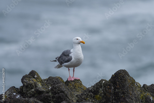 Seagull on the Pacific Northwest coast