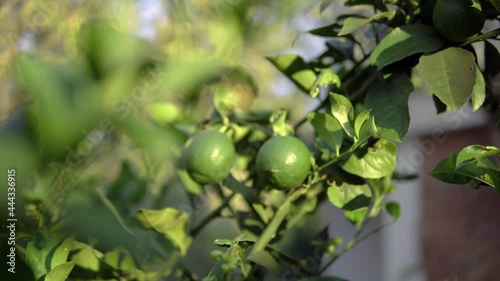 Wallpaper Mural Fresh and ripe limes on a green tree Torontodigital.ca