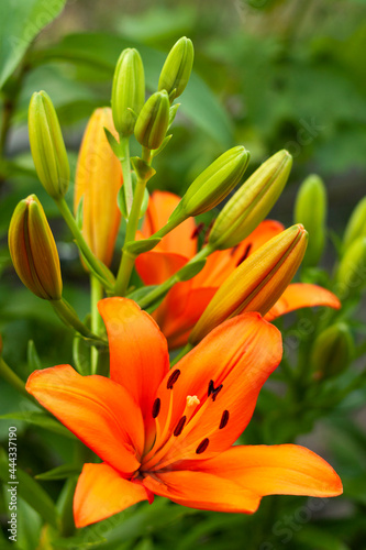 Orange lily in the garden