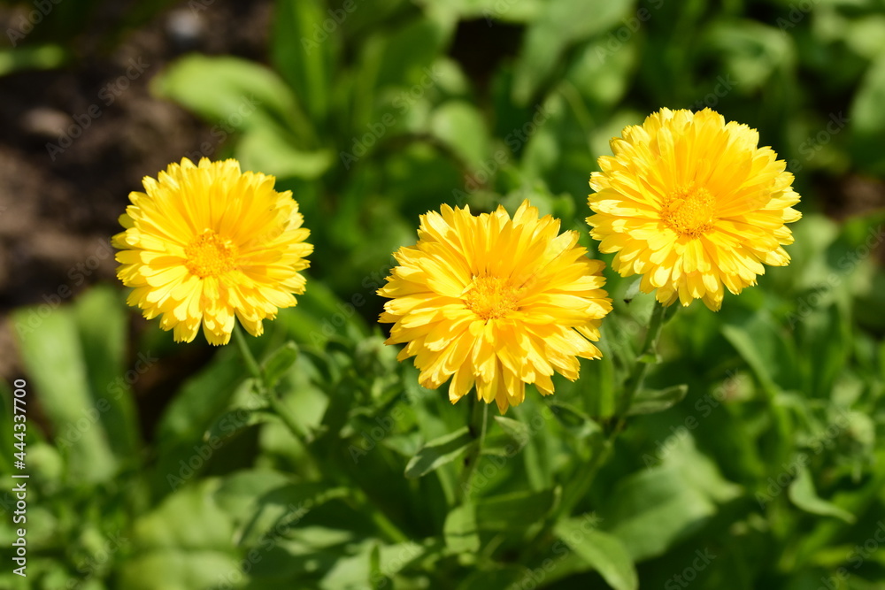 Yellow flower of calendula on a background of green grass. Summer. Day. Yellow flower of calendula on a background of green grass. Summer. Day.