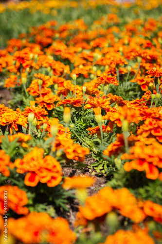 flowers in the garden