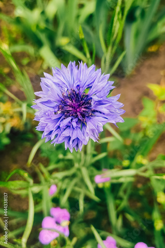 Blue hair flower on the background of greenery in the garden.