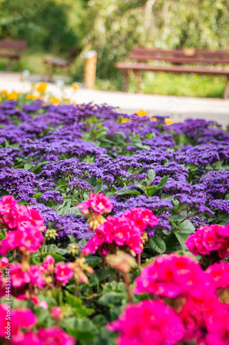 Wallpaper Mural flowers in the park Torontodigital.ca
