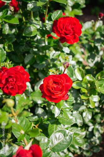 bunch of roses