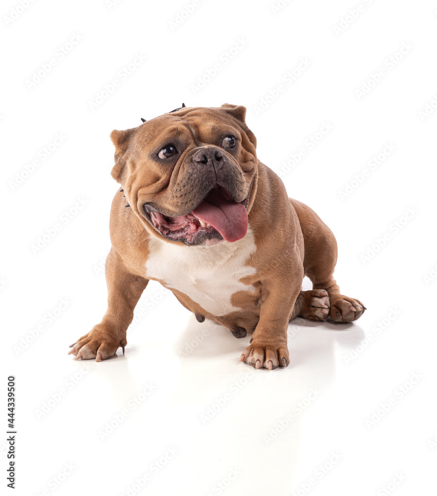 Portrait of an american bully dog