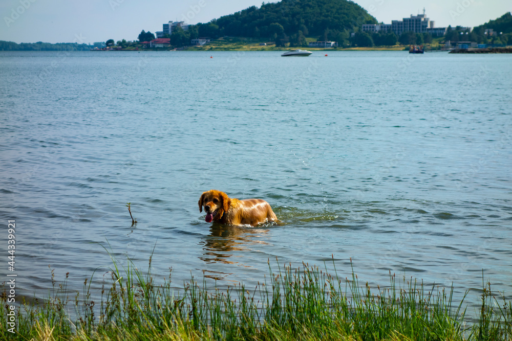 A playful and happy dog bathes in the lake
