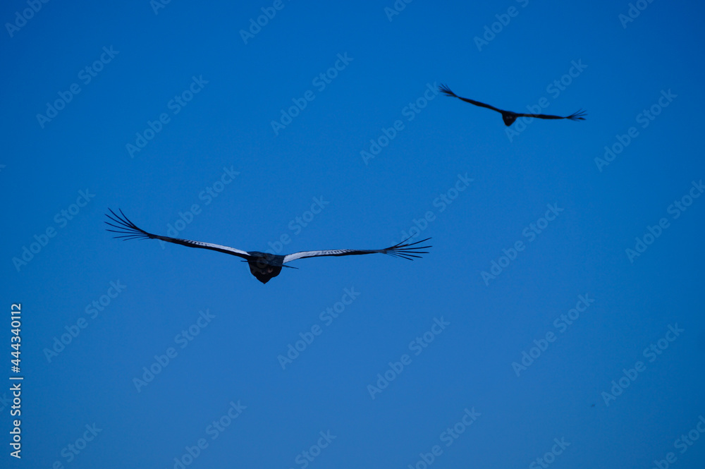 Condor andino.Ave que habita la Cordillera de Los Andes. Ave protegida por peligro de extinción.Vultur gryphus Condor andino.Ave que habita la Cordillera de Los Andes. Ave protegida por peligro de extinción.Vultur gryphus