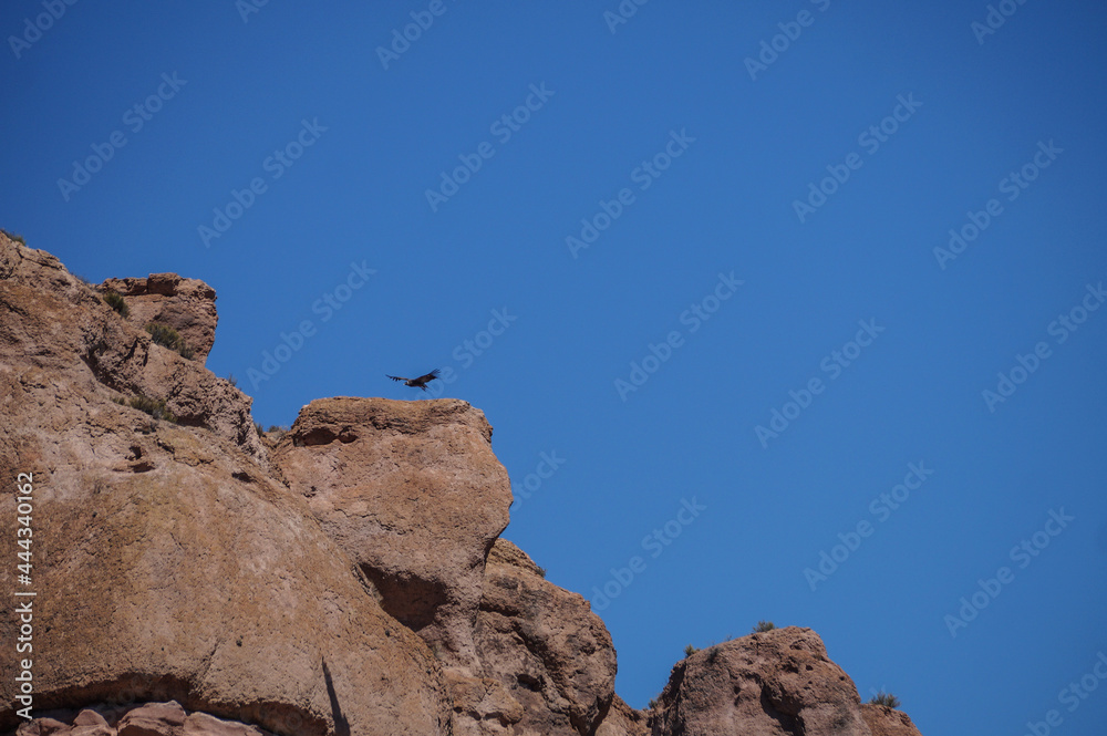 Condor andino. Ave gigante en peligro de extinción. Ave de la Cordilera de Los Andes Condor andino. Ave gigante en peligro de extinción. Ave de la Cordilera de Los Andes