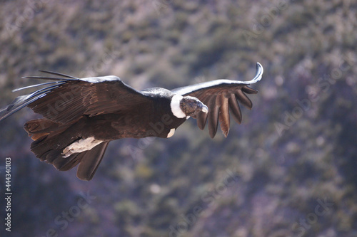 Condor andino.Ave que habita la Cordillera de Los Andes. Ave protegida por peligro de extinción.Vultur gryphus photo