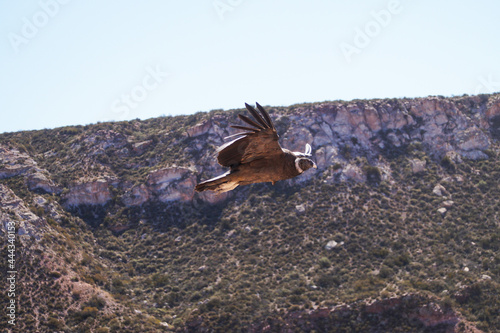 Condor andino.Ave que habita la Cordillera de Los Andes. Ave protegida por peligro de extinción.Vultur gryphus