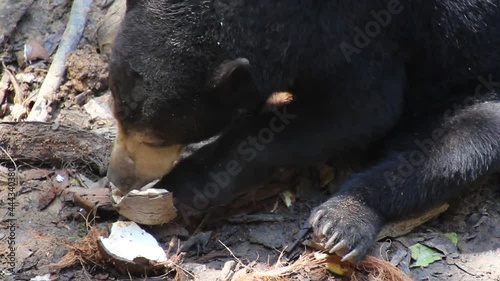 Sun bear Helarctos malayanus in Bornean Sun Bear Conservation Centre photo