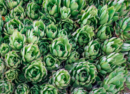 Top view of green succulents. Natural texture. Green plants in a botanical garden