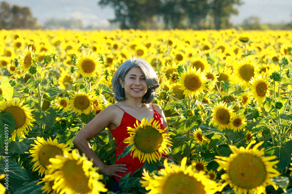 Sunflowers discount summer bloom