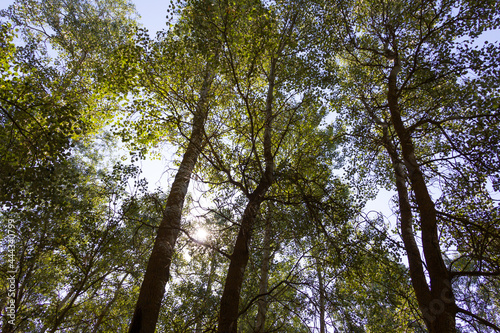 Poplar trees near a river.