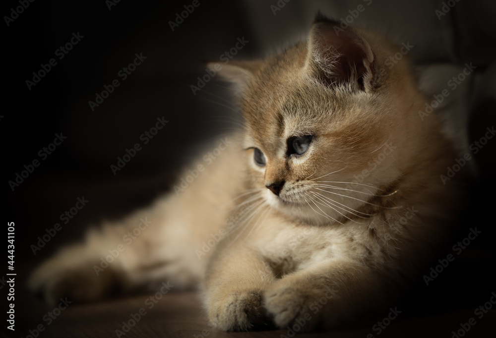 British breed kitten close-up