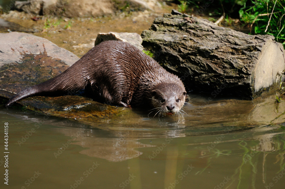 Otter drinking from river