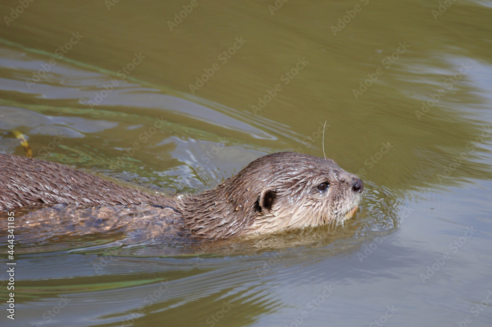 American otter (Lontra canadensis) swimming in a lake American otter (Lontra canadensis) swimming in a lake