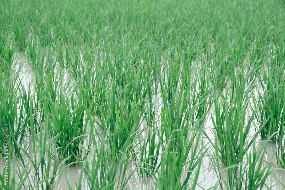 Obraz premium 水田 田植えイメージ