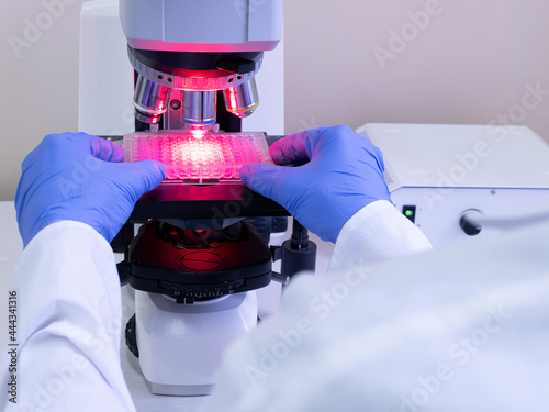 The scientist installs a multi-well plate with samples under a microscope to examine the results of the experiment with bacteria, in red light. Irradiation of bacteria.