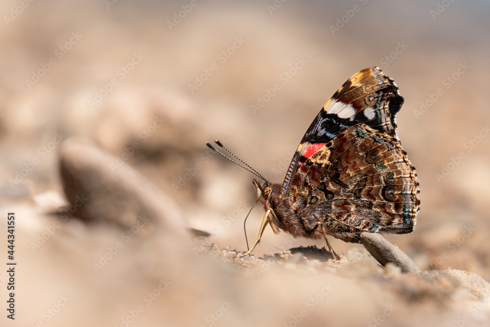 Obraz premium Wunderschöner Schmetterling