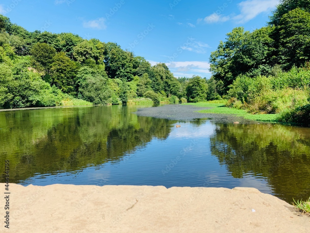 Obraz premium lake in the forest