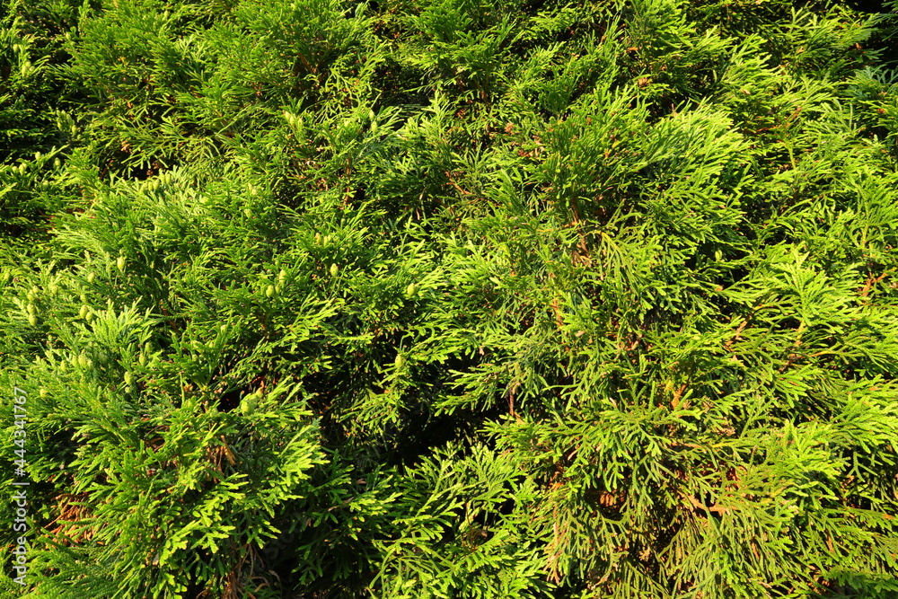 Green bush called Thuja or Tuja. Close up and isolated. Summer day with sun. Stockholm, Sweden, Scandinavia, Europe. Green bush called Thuja or Tuja. Close up and isolated. Summer day with sun. Stockholm, Sweden, Scandinavia, Europe.
