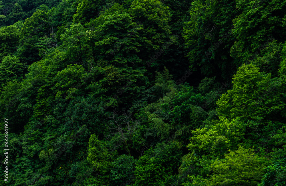 Wet tropical forest in Kvariati Wet tropical forest in Kvariati