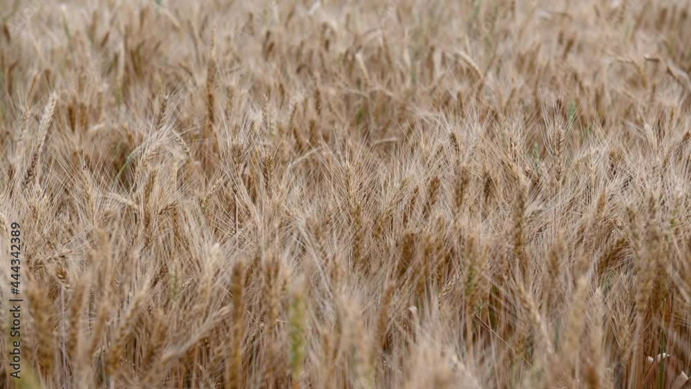 summer golden wheat field on blue sky background. High quality 4k footage summer golden wheat field on blue sky background. High quality 4k footage