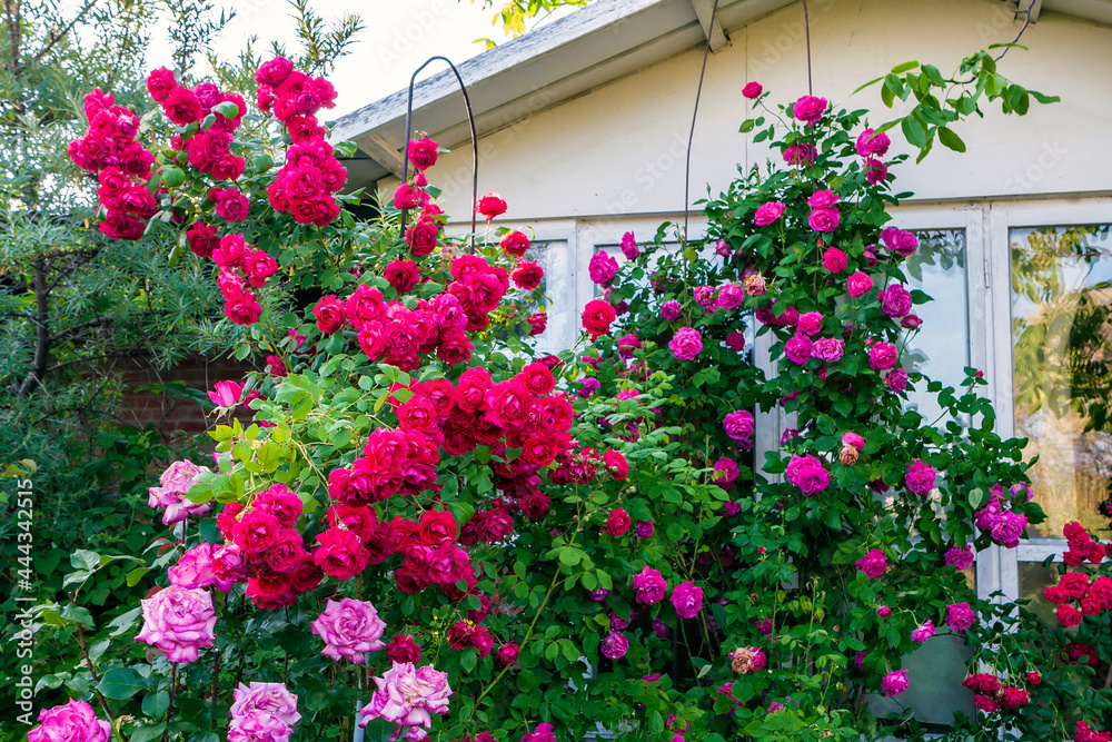 Beautiful red and pink blooming rose flower bushes in home garden at countryside at summer. Nature decoration and home gardening concept