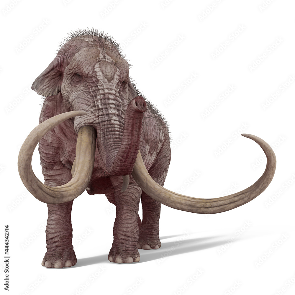 Obraz premium mammot cool view white background