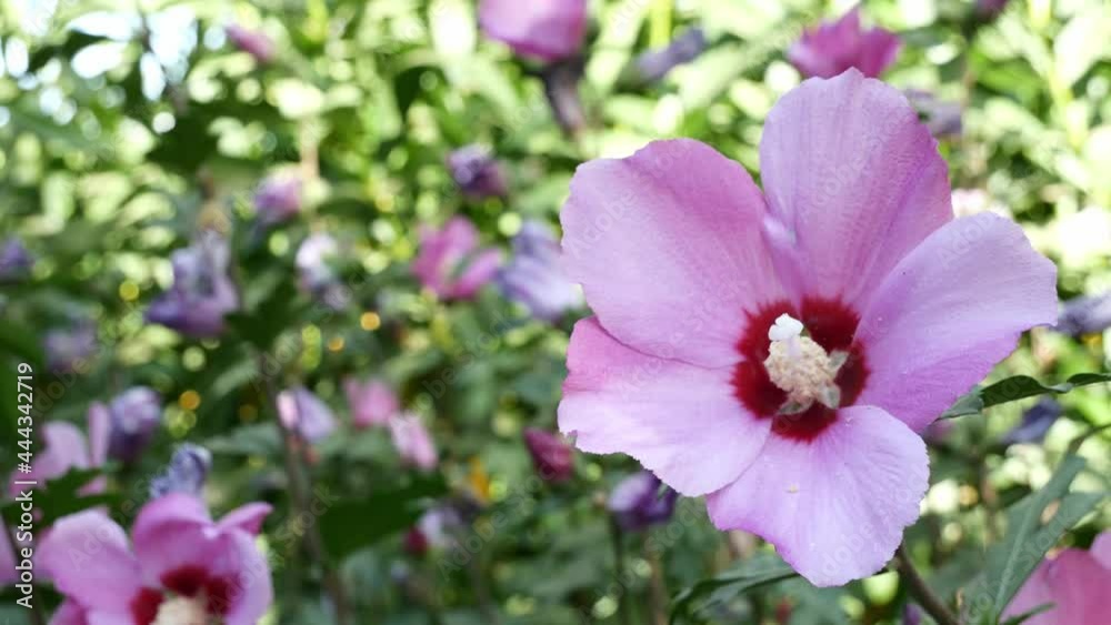 Close-up of beautiful hibiscus syriacus flowers in a park Close-up of beautiful hibiscus syriacus flowers in a park