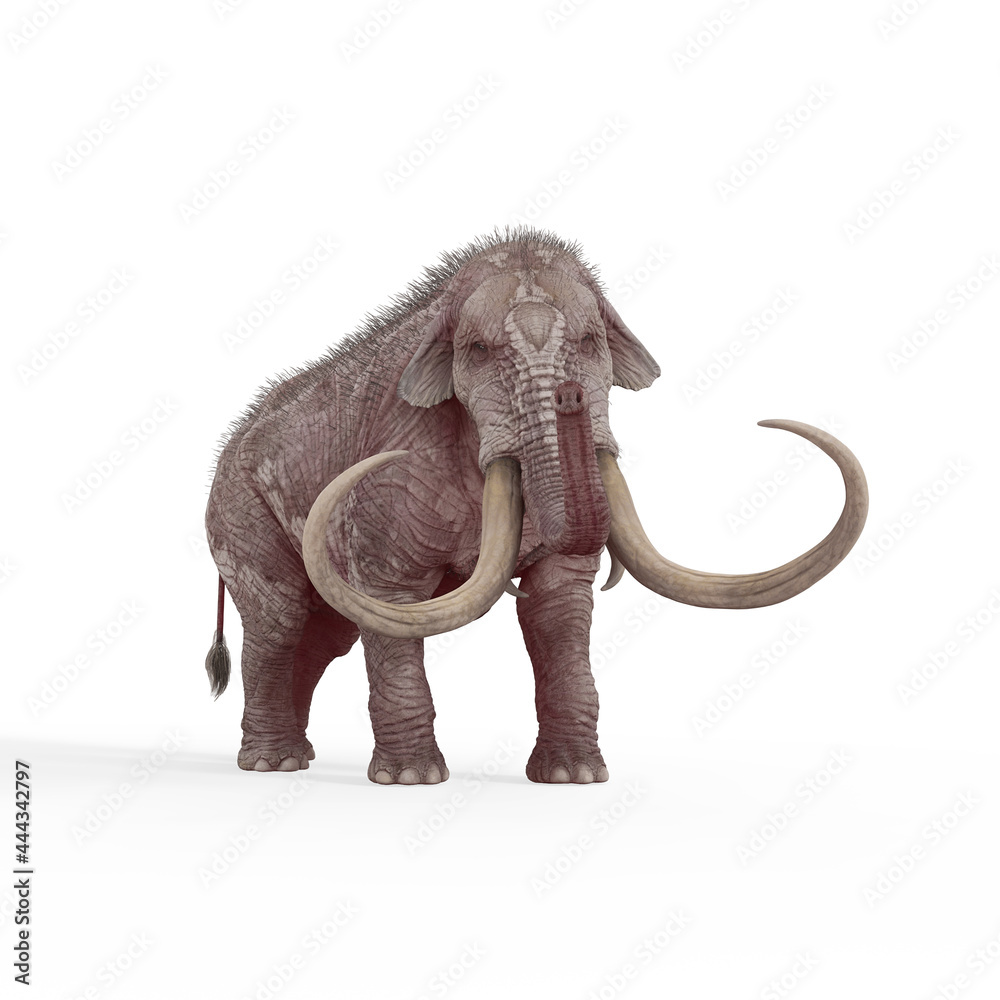 mammoth standing up in white background