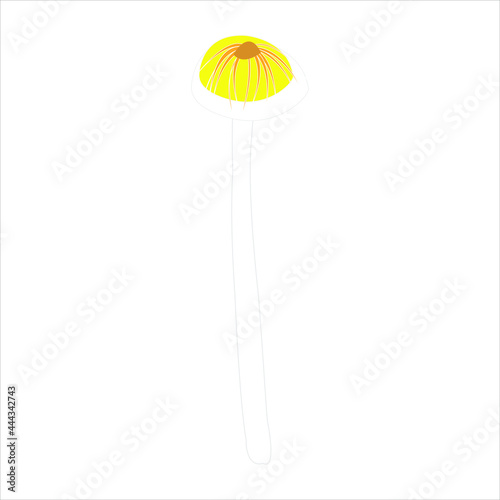 Reino fungi hongos alucinógenos o psilocibios  psilocybe cubensis   vector