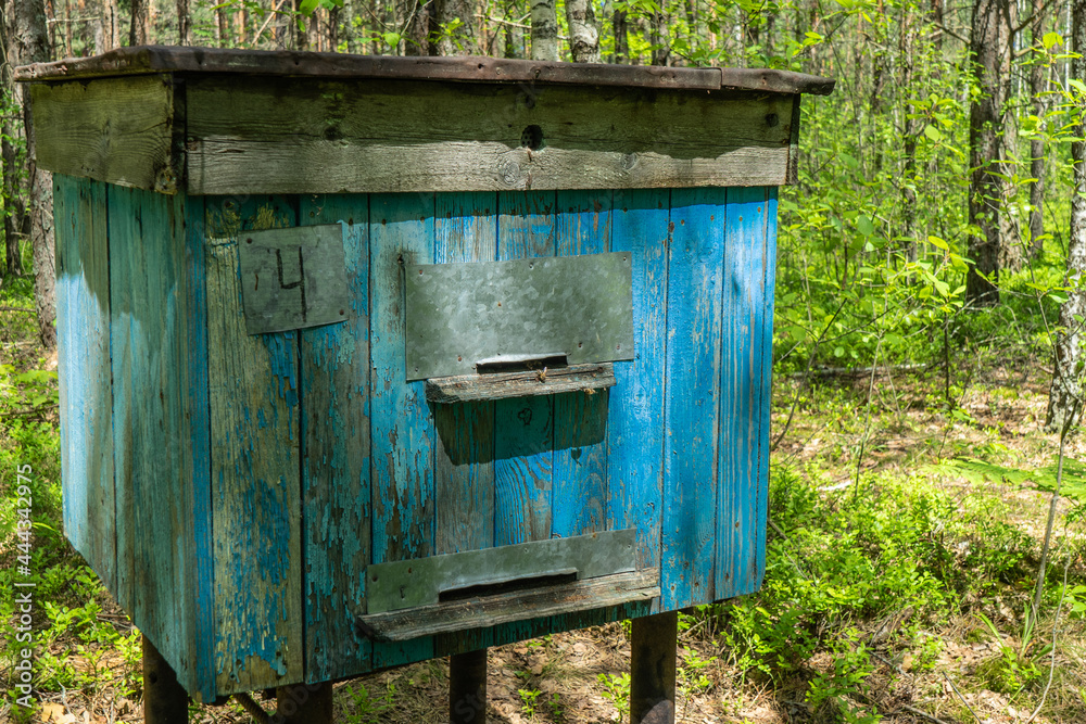 bee apiary in the forest. Bee hives in an ecologically clean place. Forest hive for collecting bee honey bee apiary in the forest. Bee hives in an ecologically clean place. Forest hive for collecting bee honey