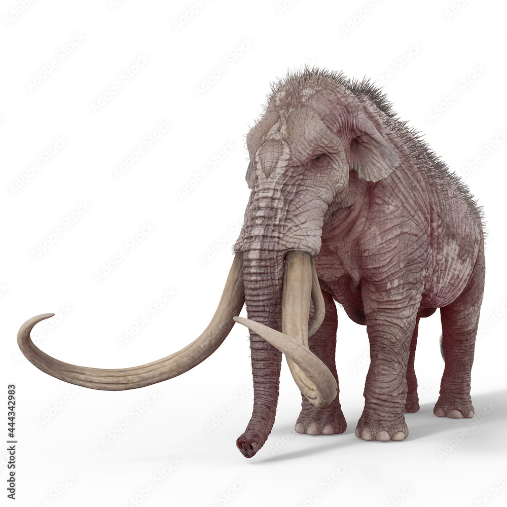 Obraz premium mammoth with copy space in white background side view