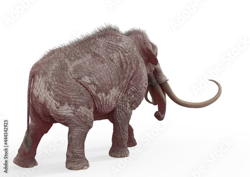 mammoth walking rear view in white background