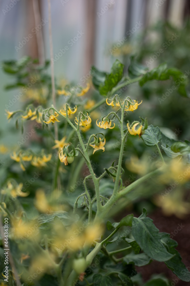 Ecologically grown green, fresh, new season tomato (Solanum lycopersicum) blooming with yellow petals in greenhouse in brown soil, suitable for vegetarians and vegans Ecologically grown green, fresh, new season tomato (Solanum lycopersicum) blooming with yellow petals in greenhouse in brown soil, suitable for vegetarians and vegans