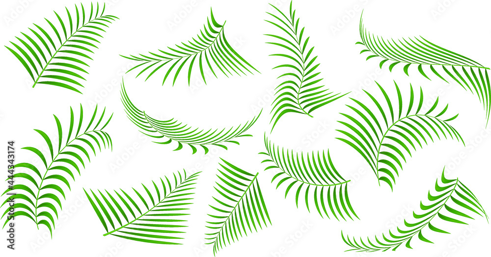 green vector exotic tropical palm leaves  clip art set  illustration