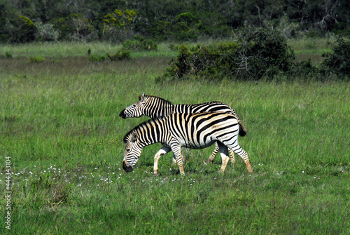 Africa- Two Wild Zebras Feeding on Wildflowers in a Wilderness Meadow